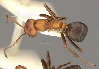 Media type: image;   Entomology 22726 Aspect: habitus dorsal